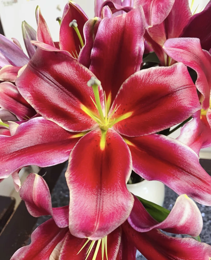 【基地直发】永恒的爱  香水百合（拒收不售后）