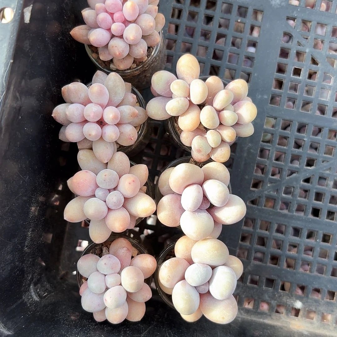 圆滚滚拼盘4个品带盆发货