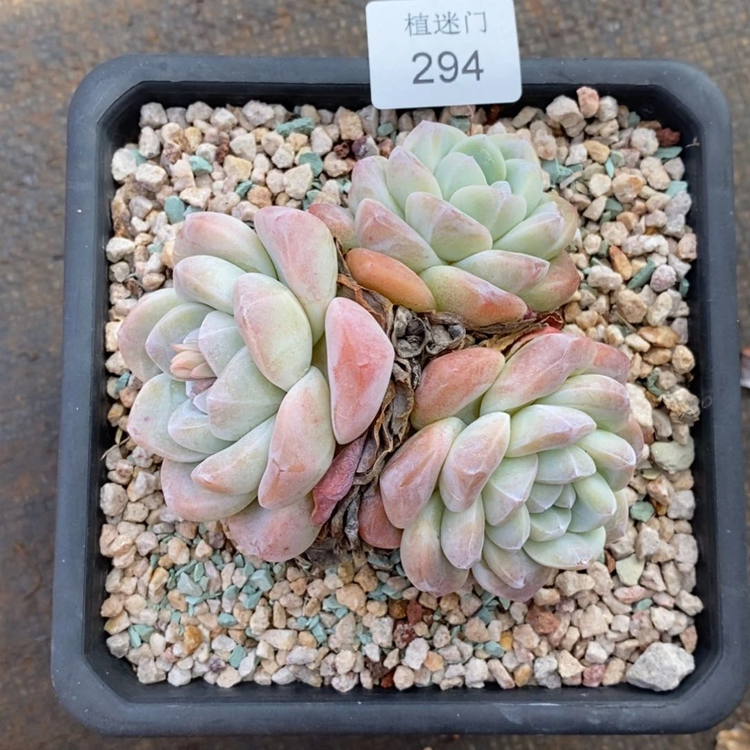 Z****霞杂交精品多肉294