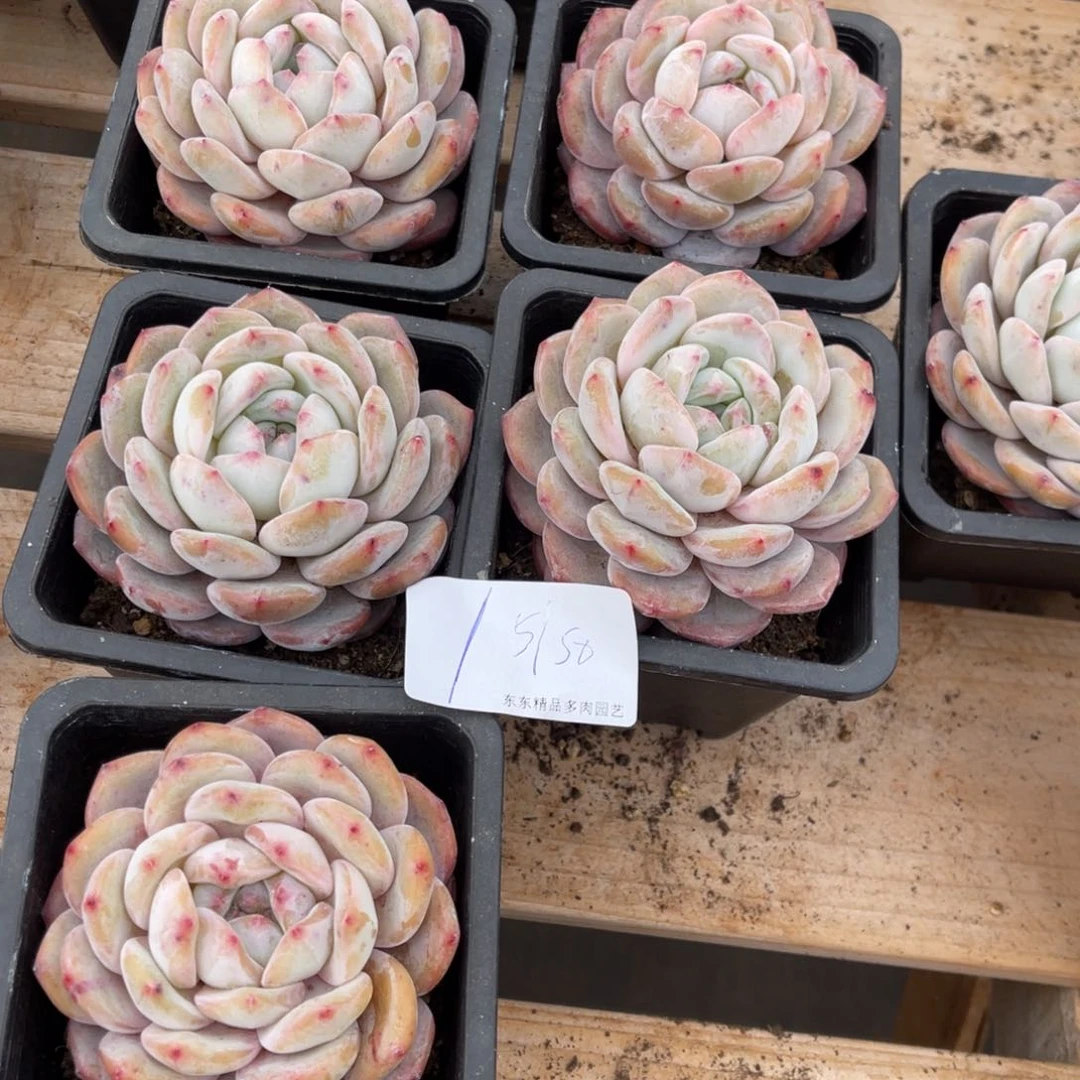 燕*燕子111111111111