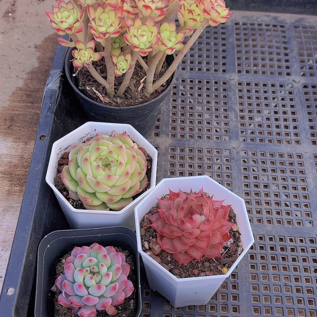 多肉900多肉植物