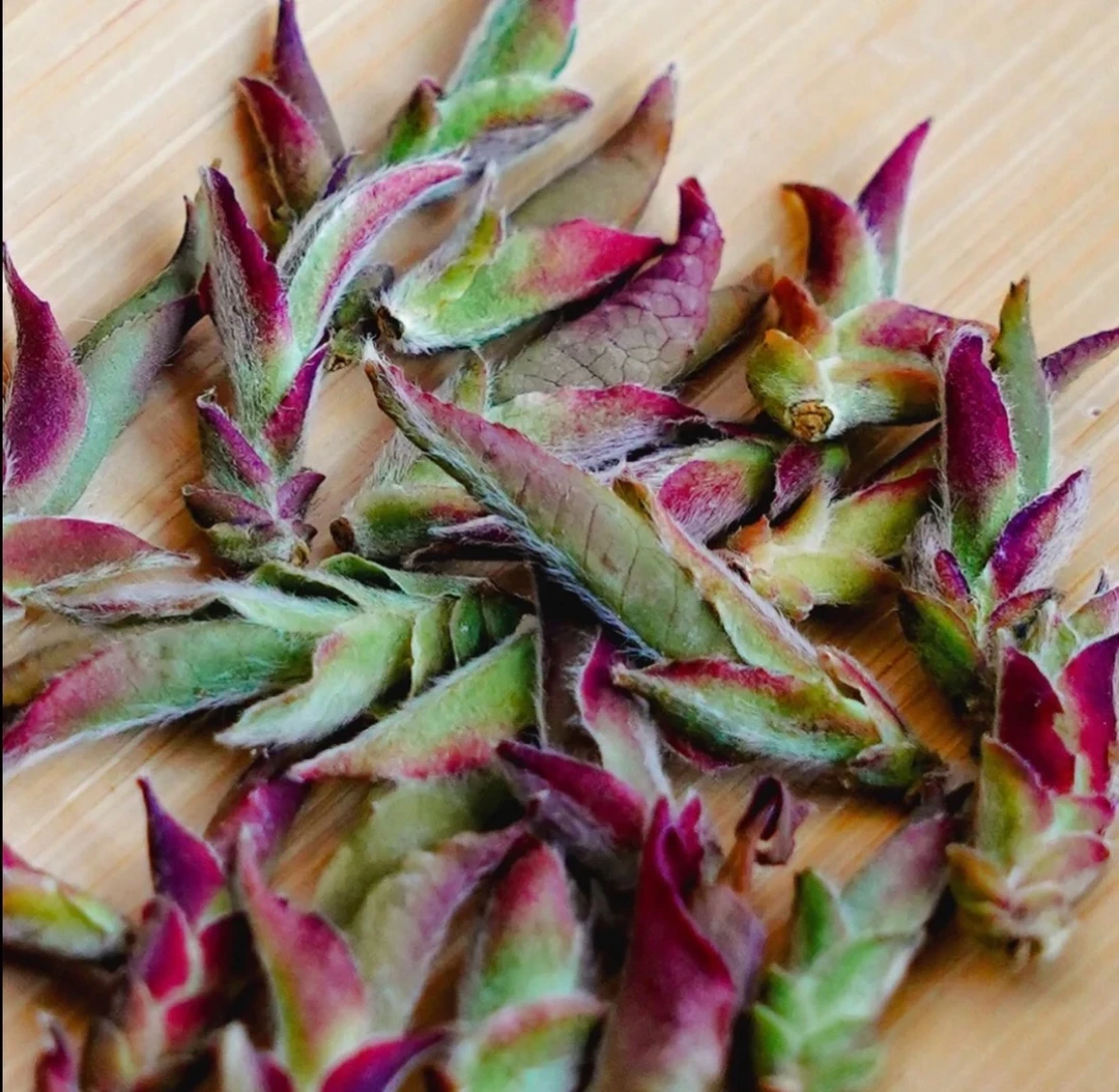 云南荒野古树紫芽苞