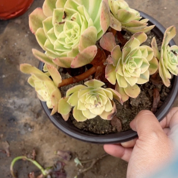 246雨荷多肉12345678