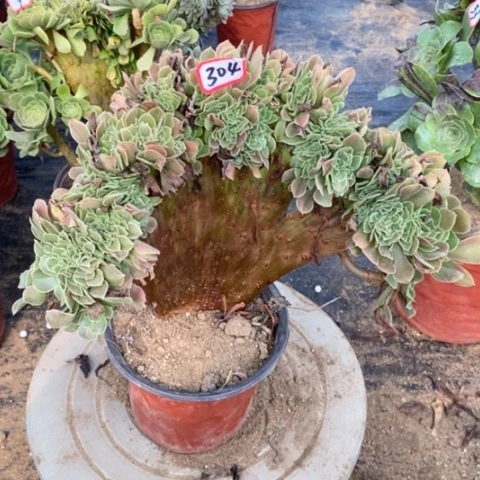 柠檬玫瑰缀一物一拍