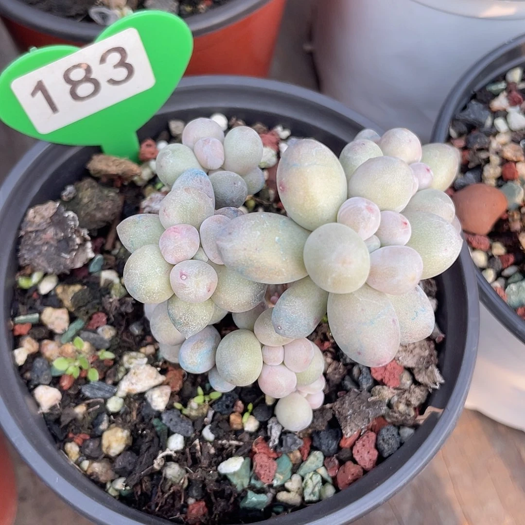 奶尖 脱土发货 12口盆