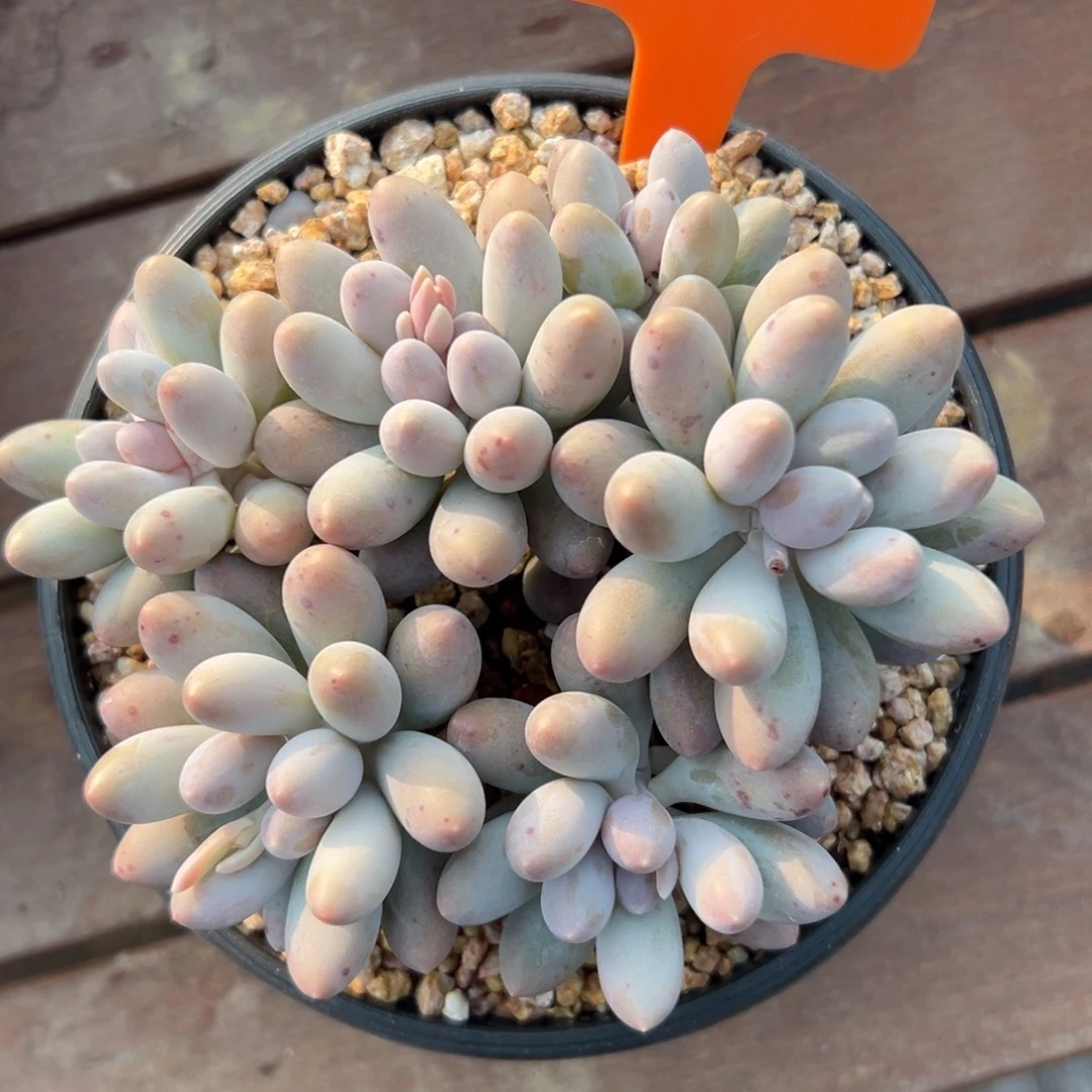 汤圆1111111111111111