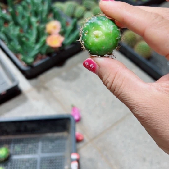 下19混荷花歪无根侧芽3公分左右20包邮