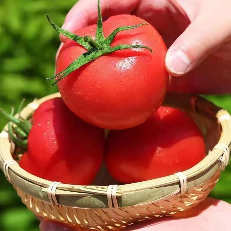 泾阳普罗旺斯水果西红柿新鲜自然沙瓤酸甜多汁孕妇当季番茄