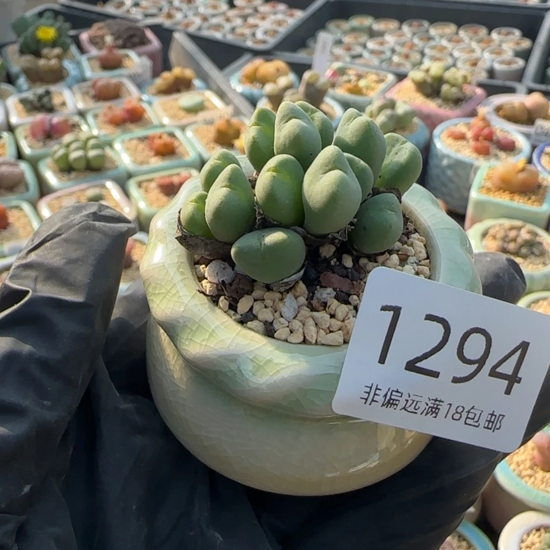 1294-一物一拍 带盆