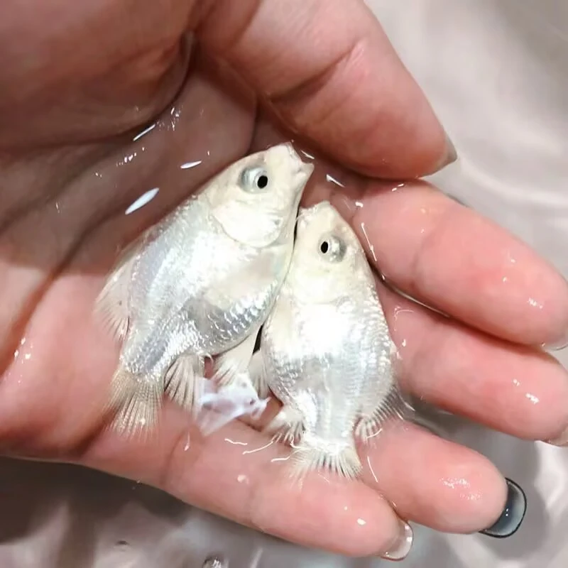 台湾狮子头蝴蝶鲤纯种石膏白短身球体耐寒冷水观赏鱼淡水锦鲤鱼苗