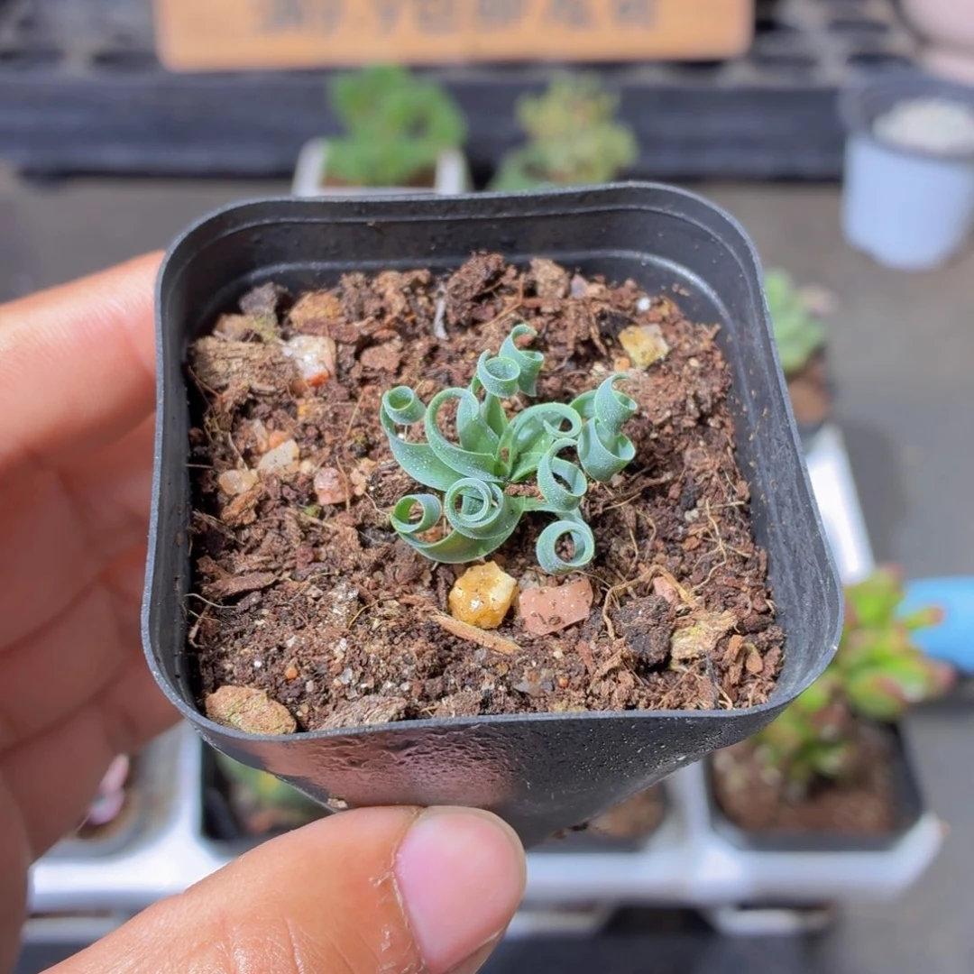 宽弹簧草多肉9.9包邮发货