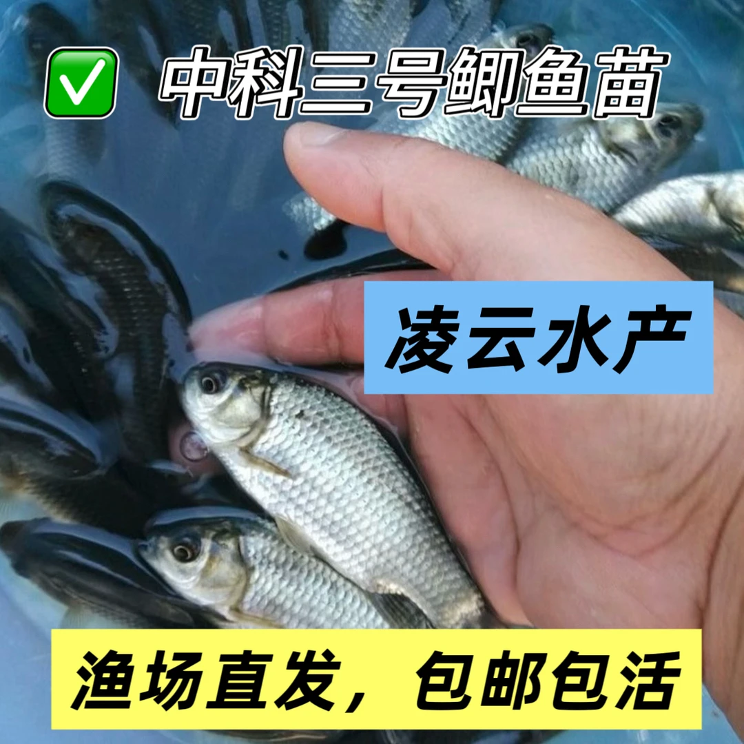 鲫 鱼 中科3号 观赏鱼宠物鱼 渔场直发