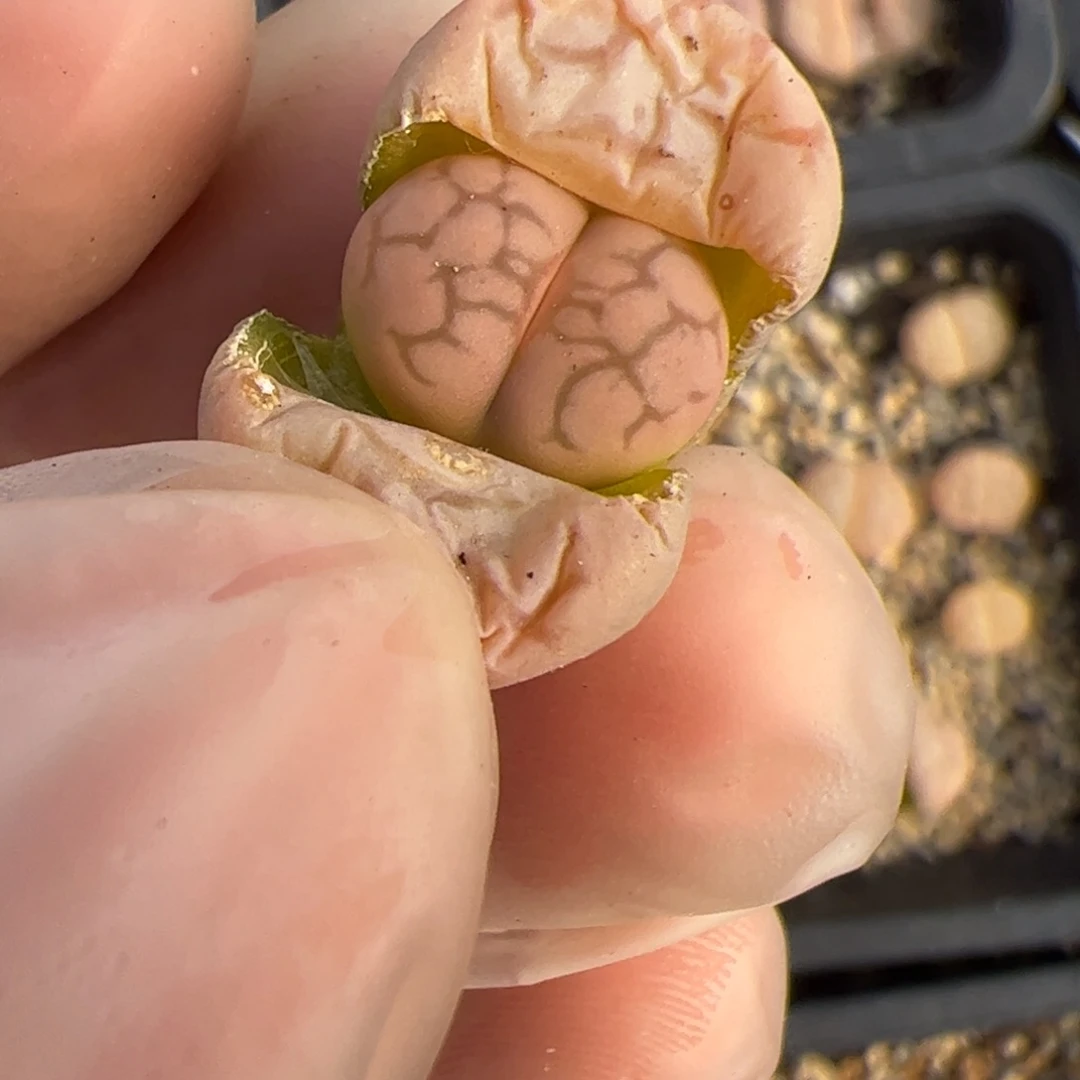 翠*丝0373号女娲石多肉植物