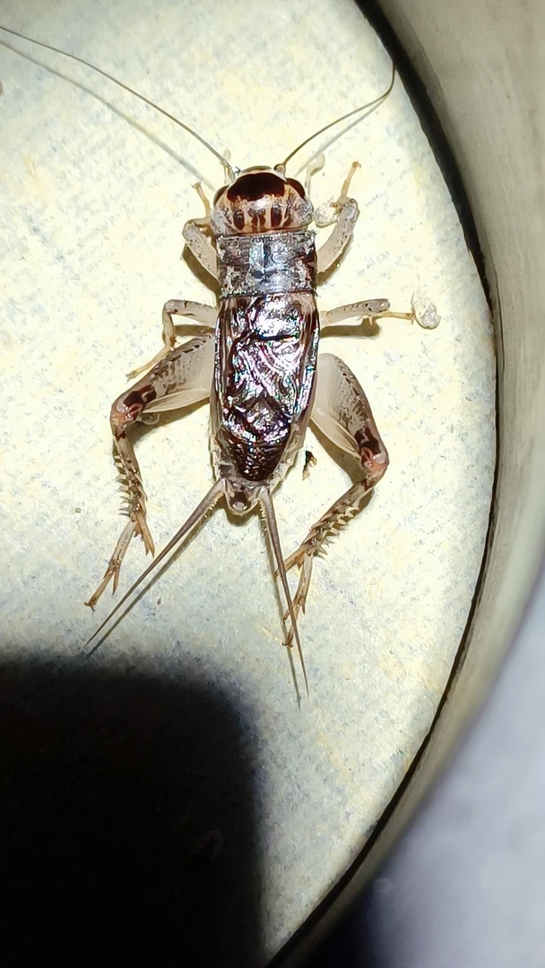 蟋蟀野放基地天牛