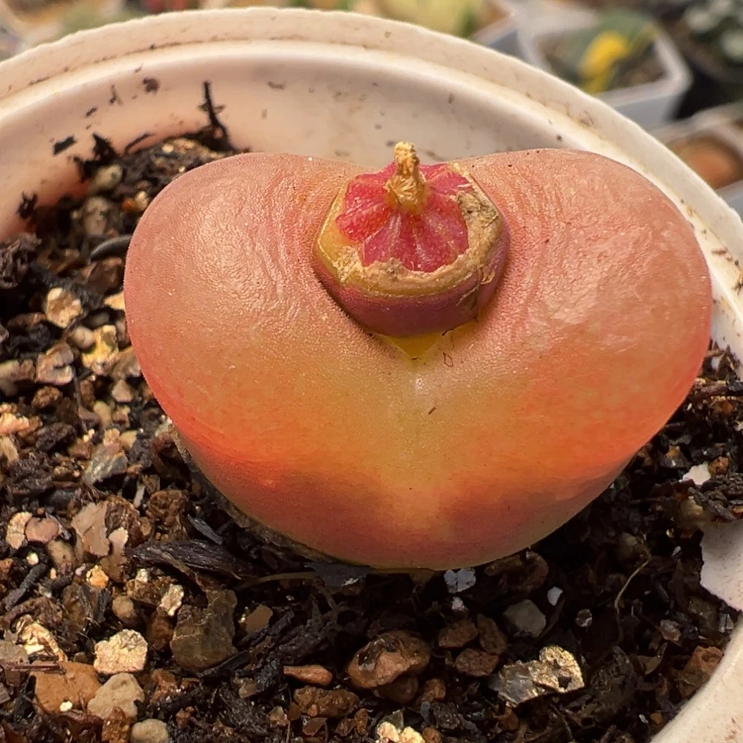 841多肉植物种类多样