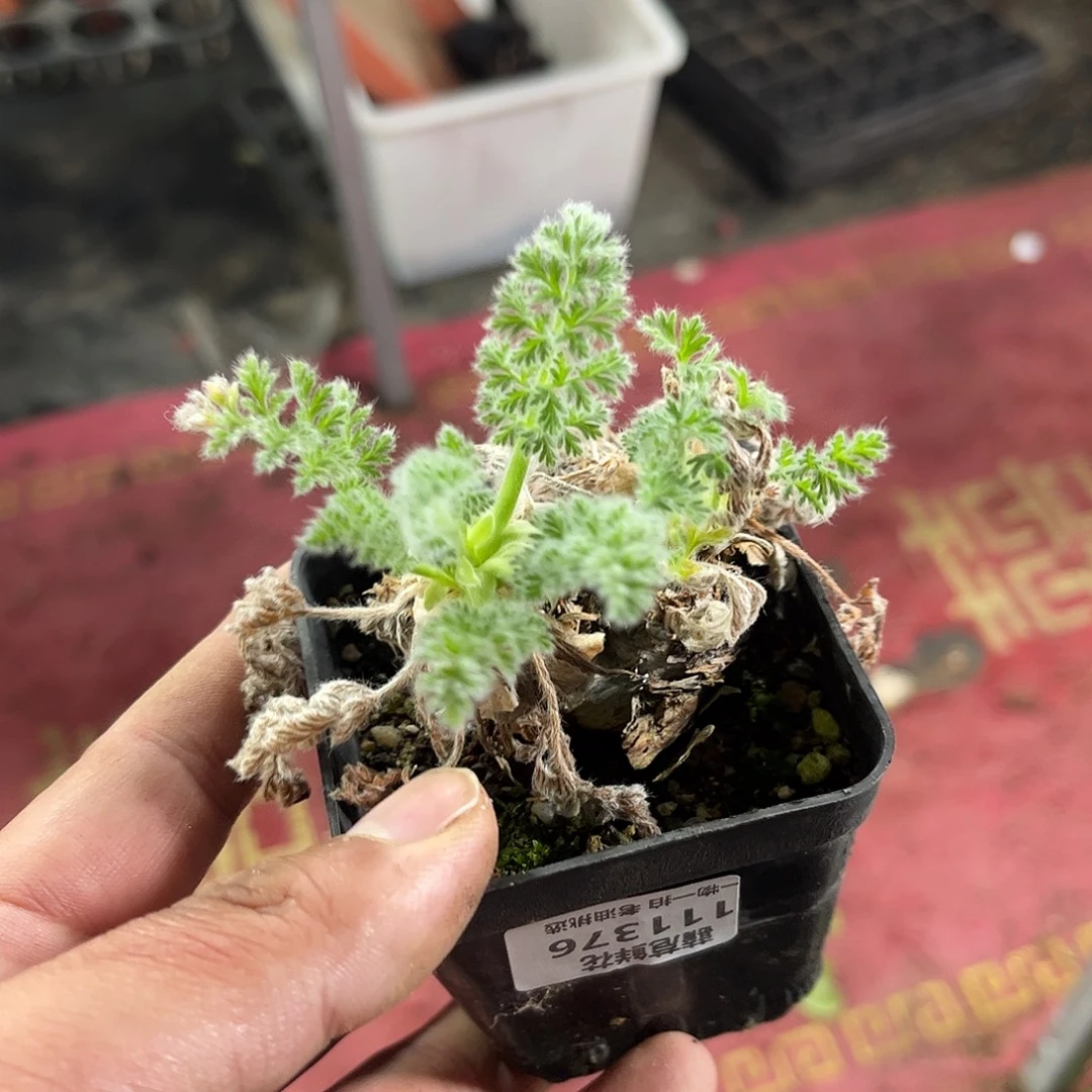 L***.111376一物一拍单头发