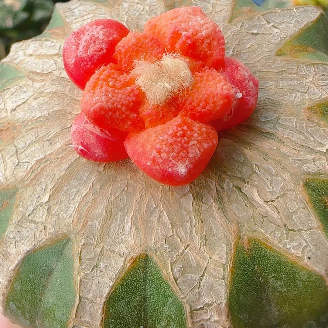 连山锦313仙人球