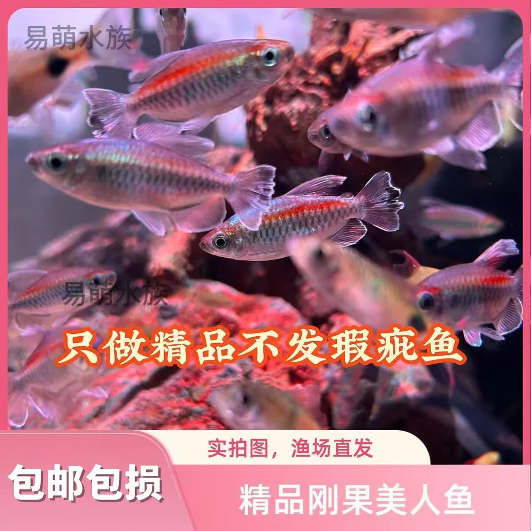 刚果美人鱼小型热带观赏鱼活体淡水草缸群游扯旗鱼