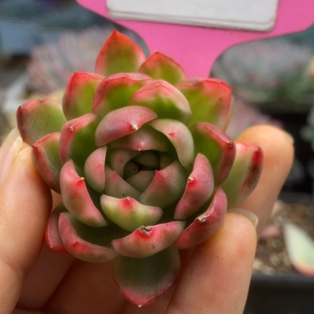 660南塔锦锦锦锦锦锦