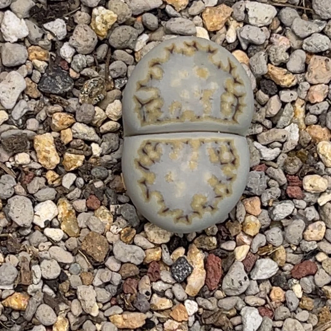 1770饼干1尺寸2.3