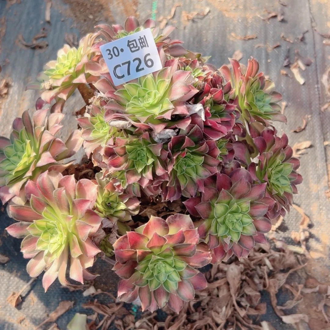 726 韶华多肉法师