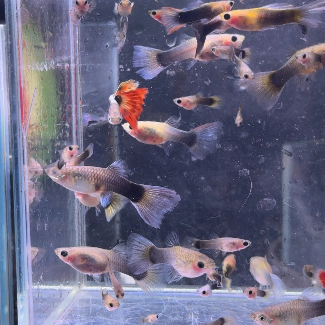 海水鱼蓝礼服黄化黄肉20条