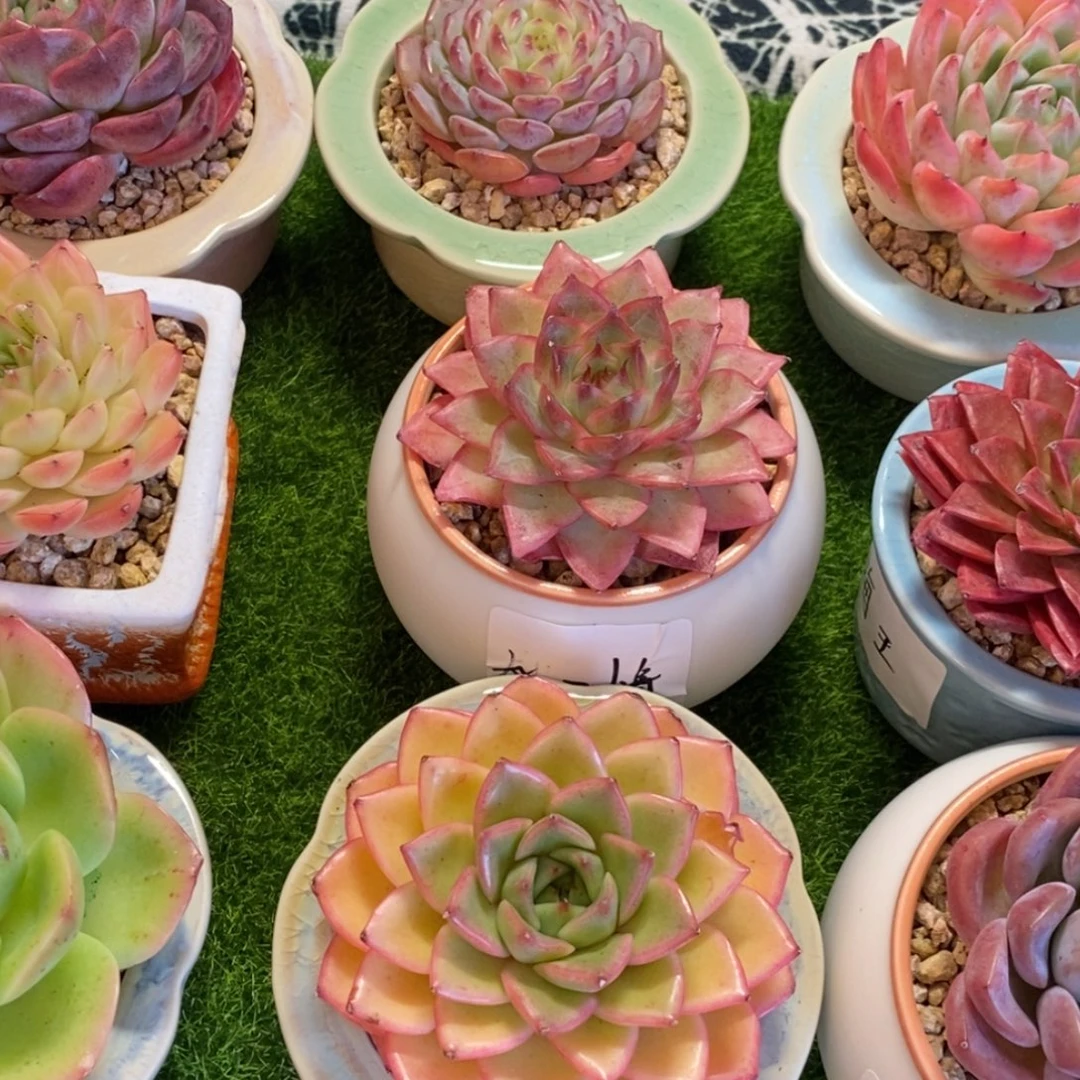 一物一拍所见所得