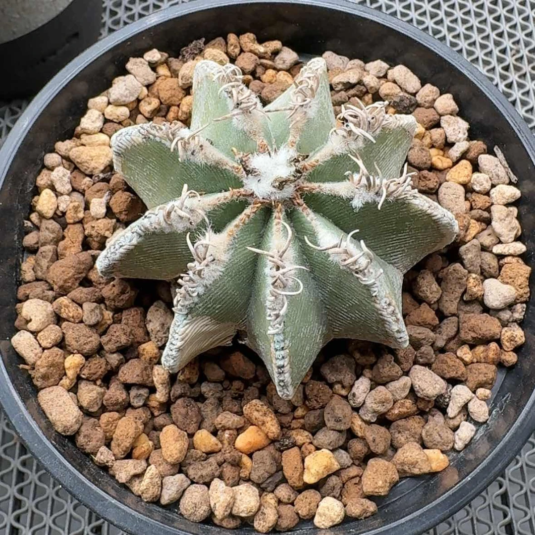 【闪购商品】养定辛顿花笼哈哈哈