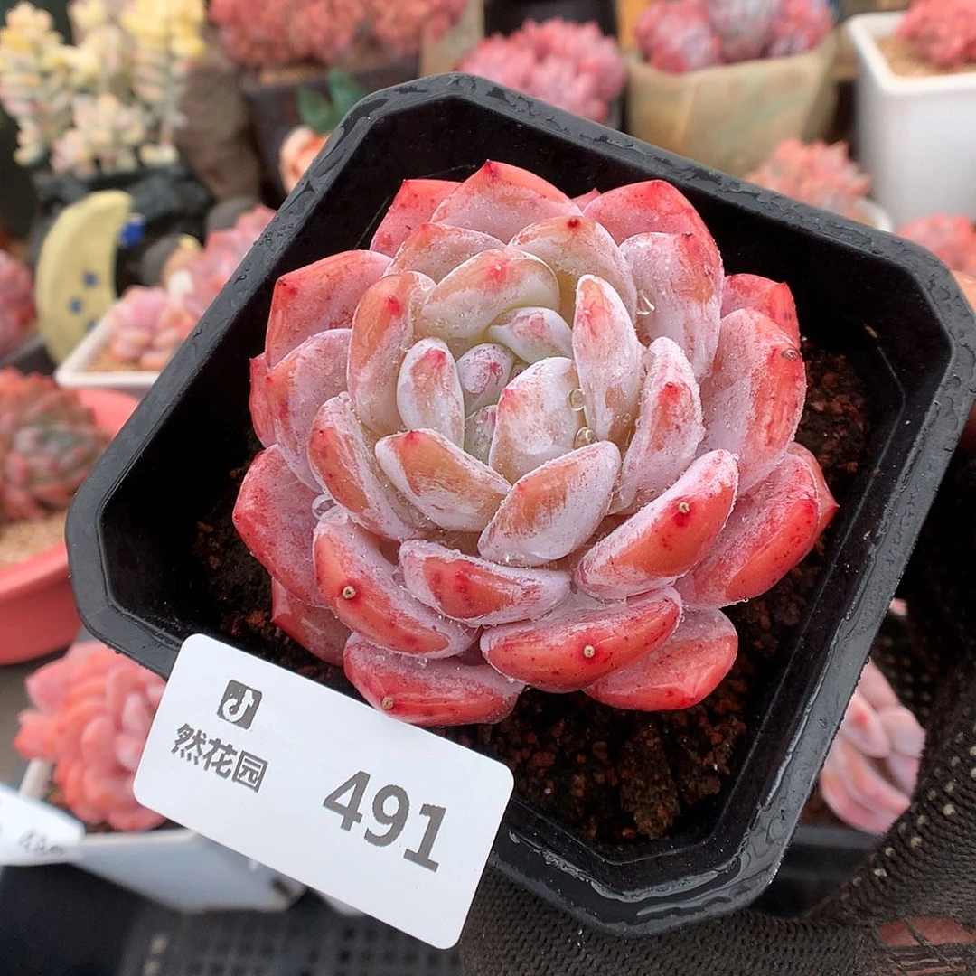 491丸叶雪天使多肉植物6663