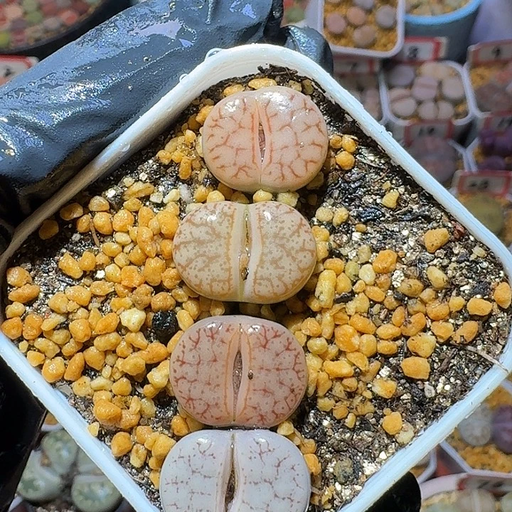 生石花2:：。在。 71号