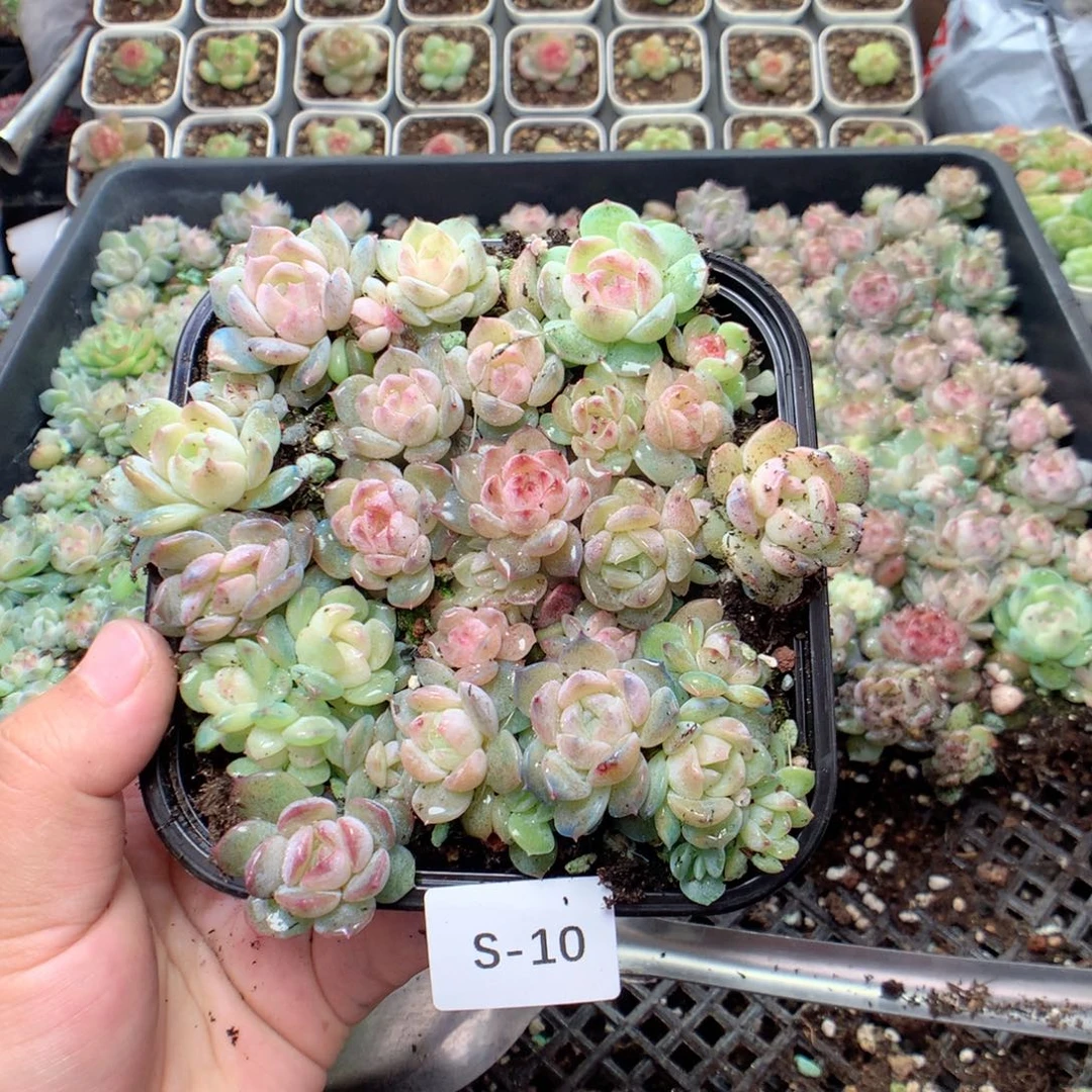 无花朵S10英语英语