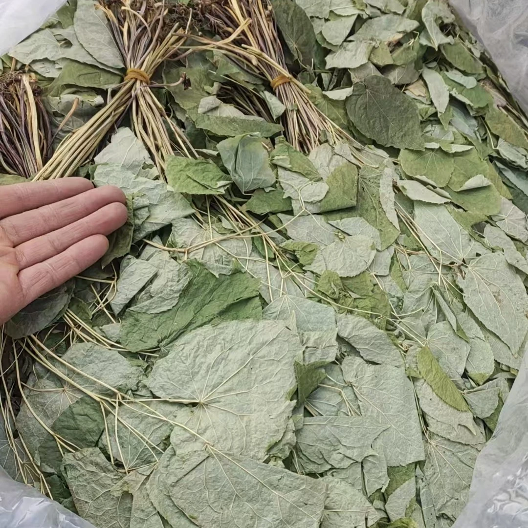 红红果深山采摘长白山洋货叶草整株发货三叶草