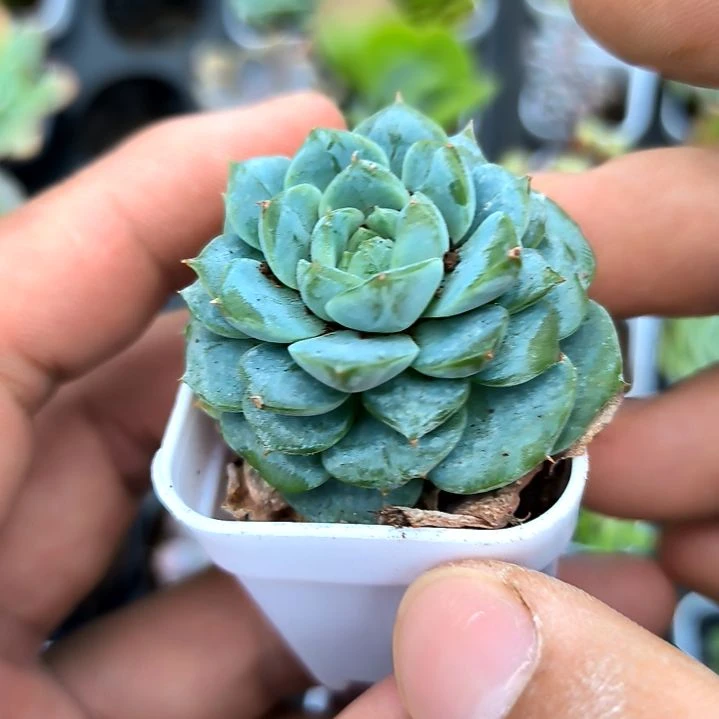 天鹅绒，满7元包邮