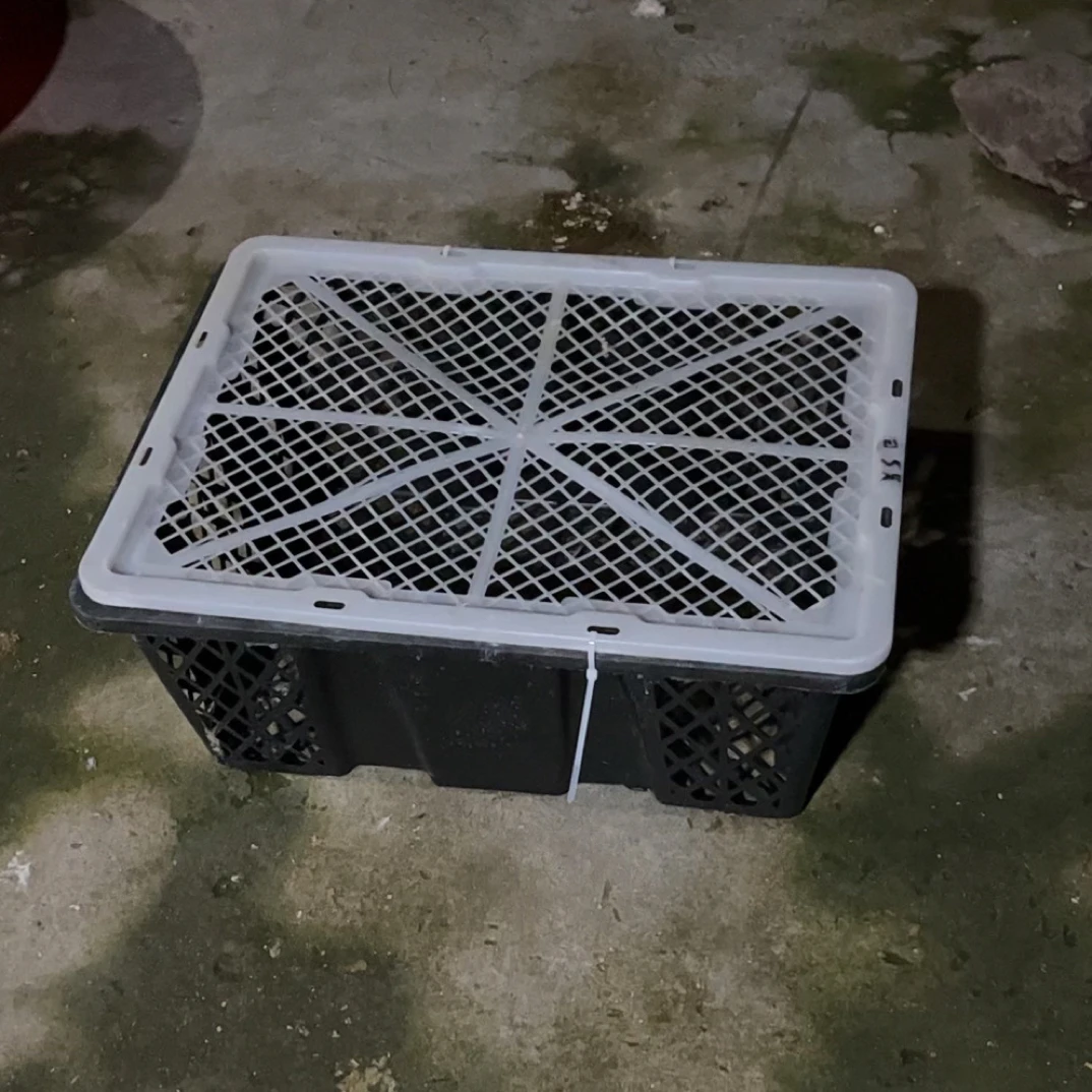 1 只 蓝 运输筐 五个月左右 太远地区不发