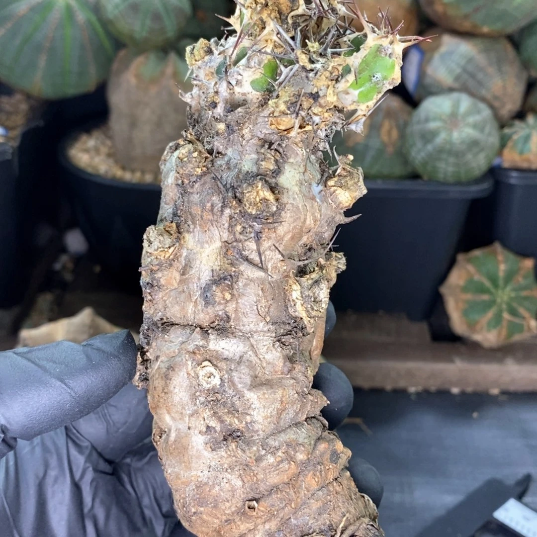 火山大戟多肉植物