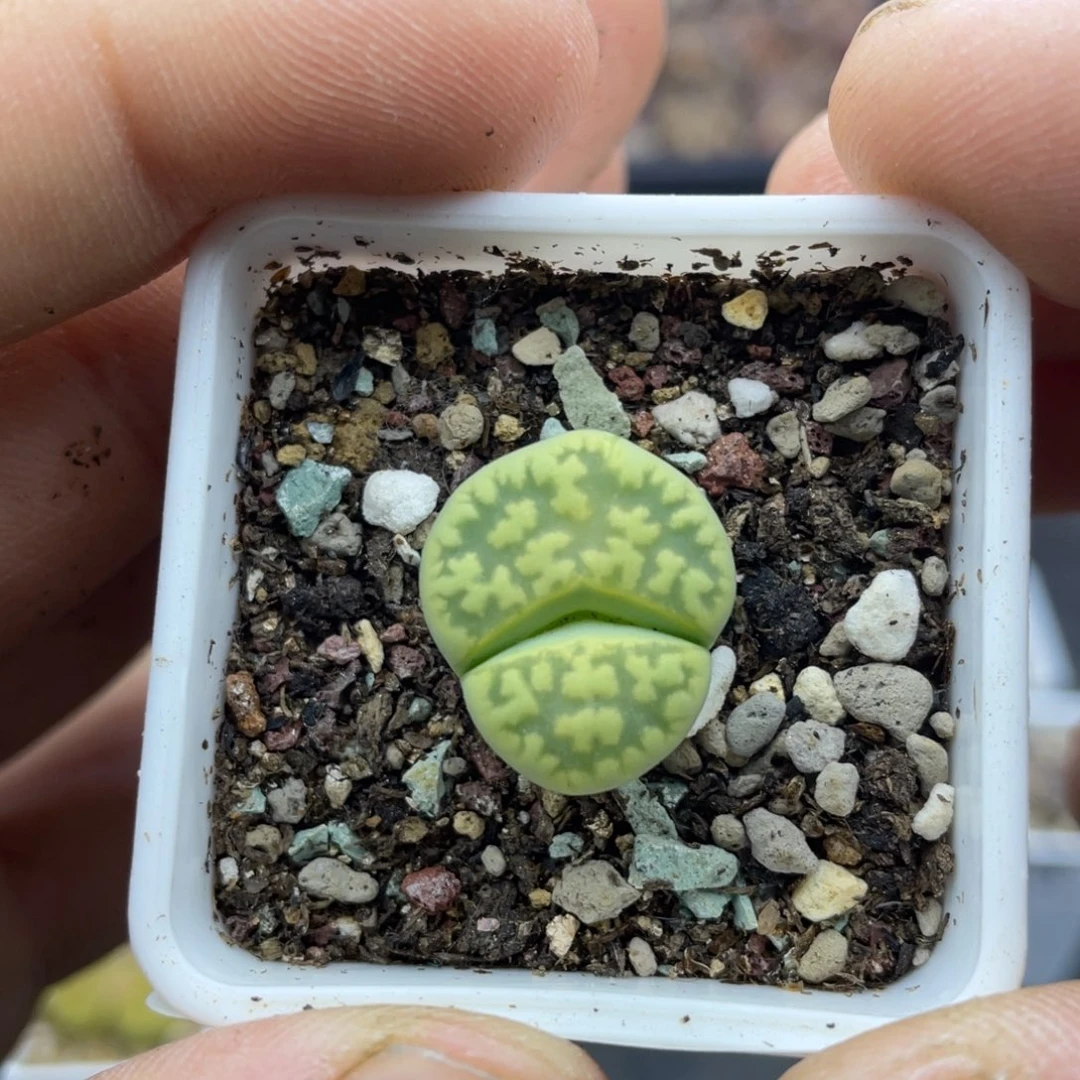 000000000000000000563