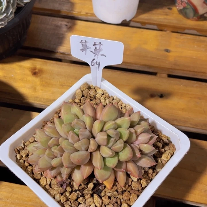 美幕花访，一物一拍。