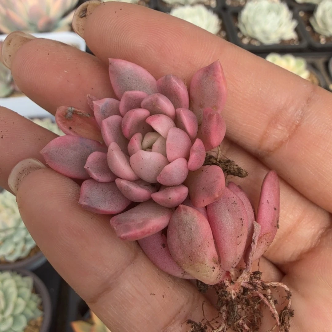 红宝石锦一刻的价格