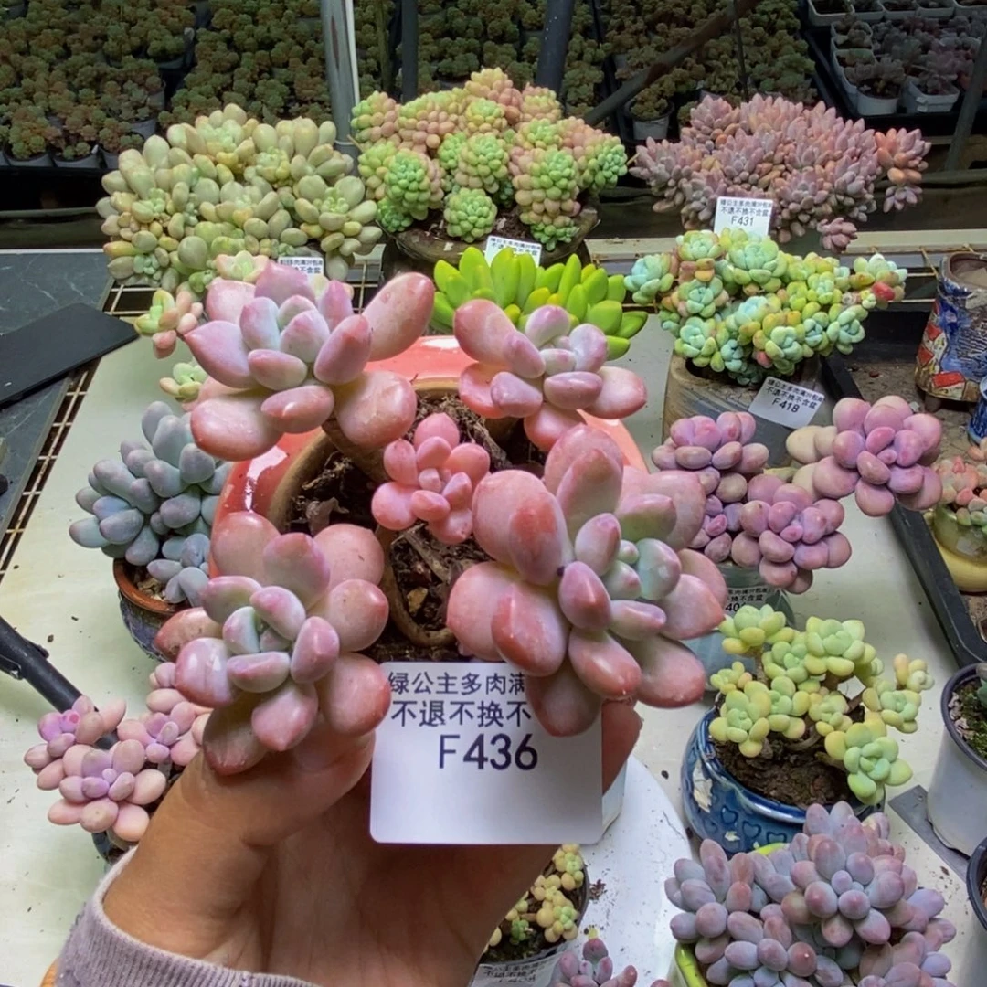 436白鹭多肉肉5cm