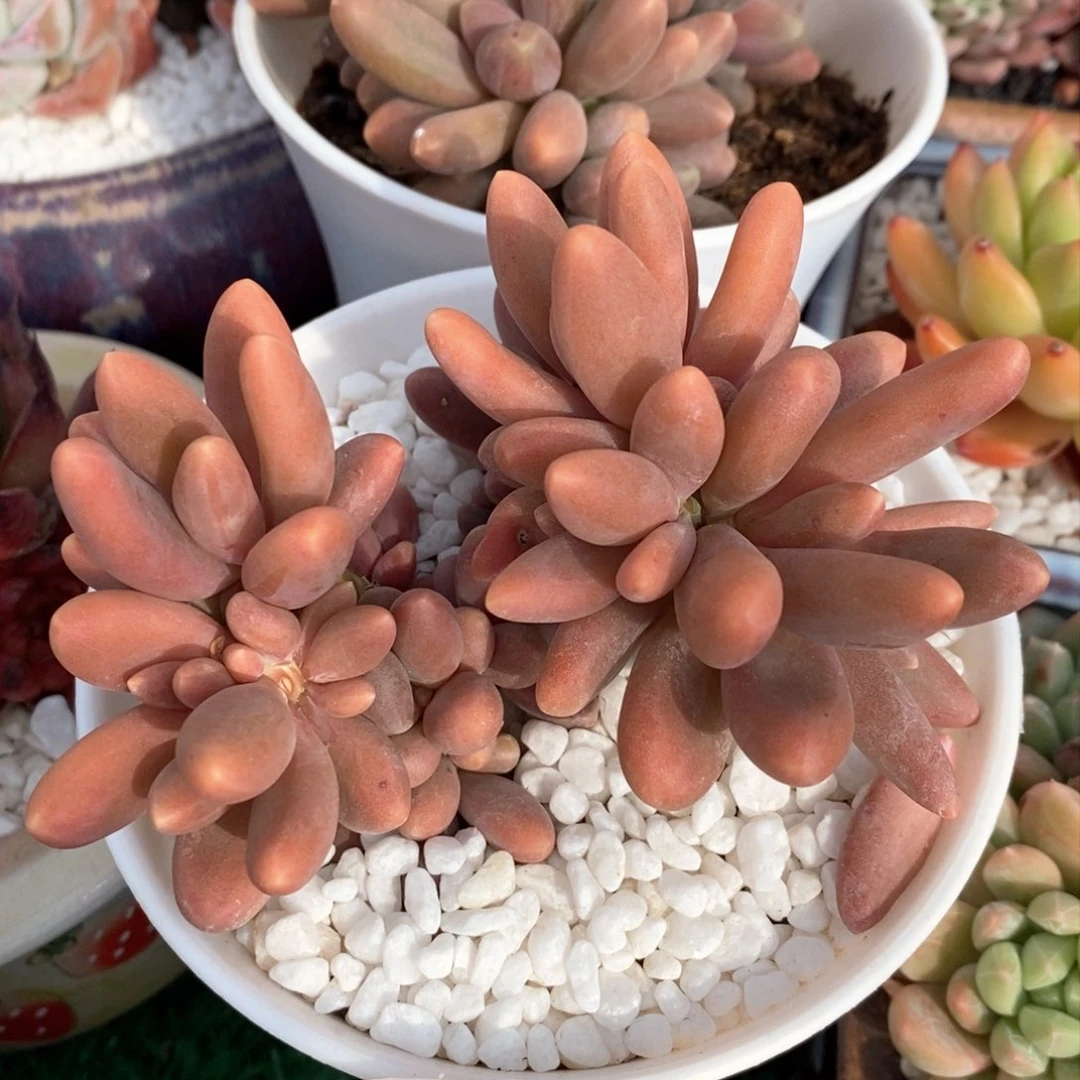 糖果美人多肉植物盆栽