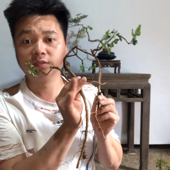 盆景素材（生桩）不包成活率