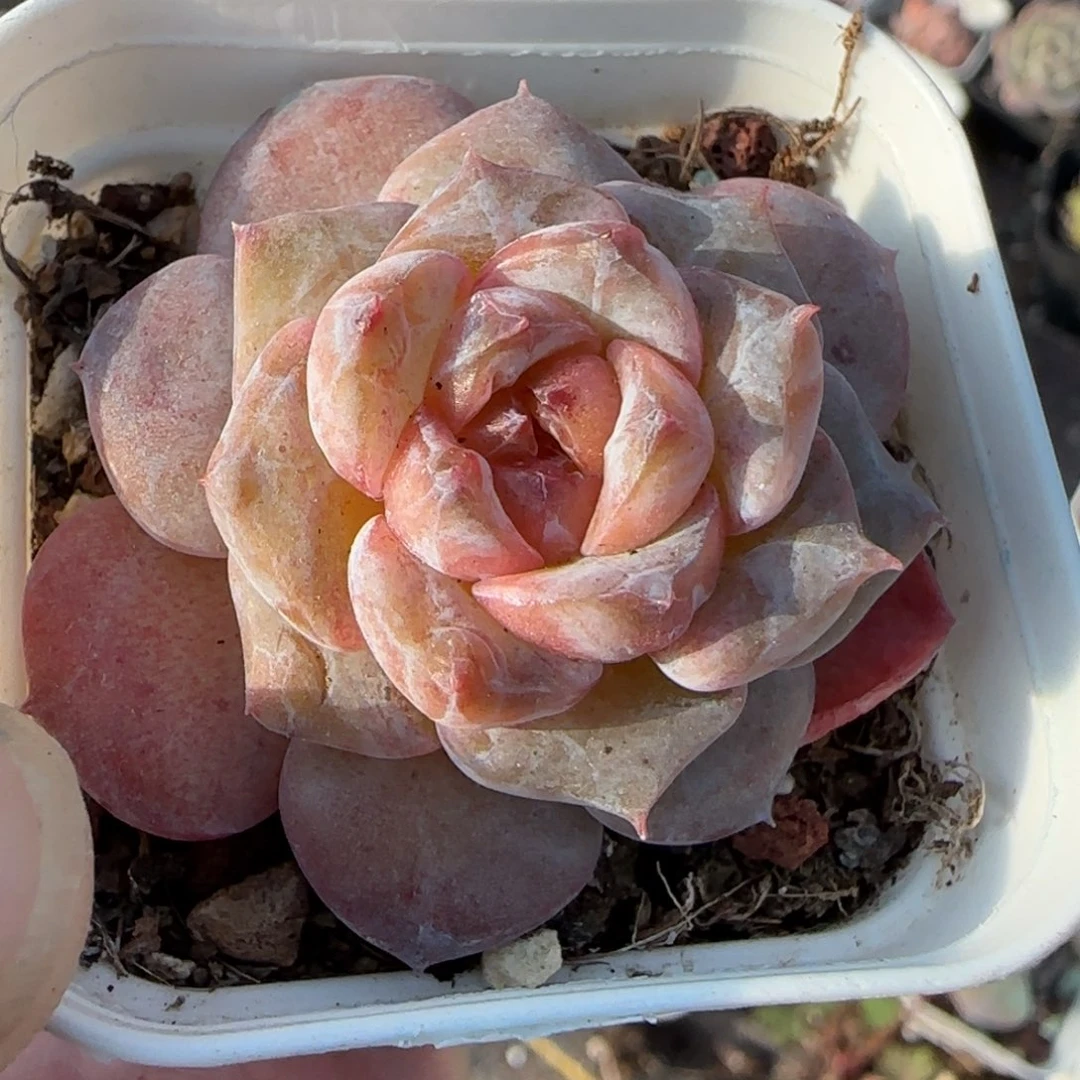 小卡拉米糖心一物一拍