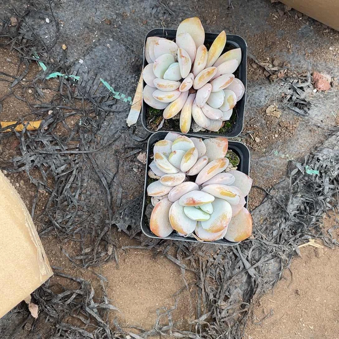 ?****3046646494946946464