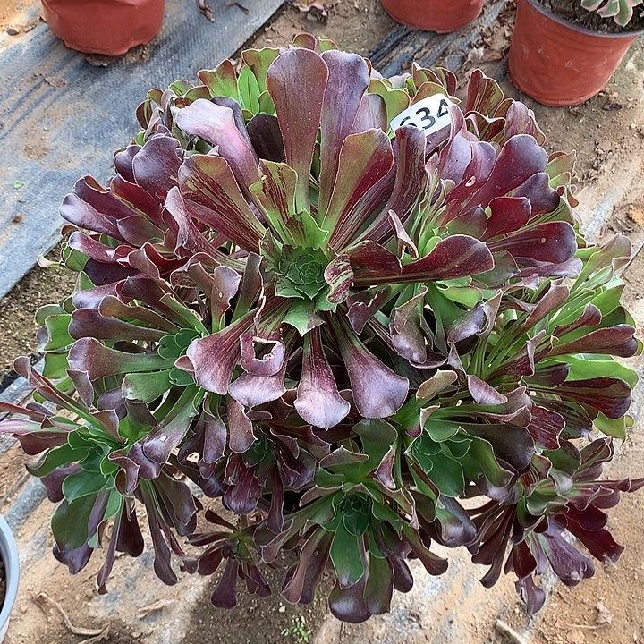 多肉植物欧若拉634