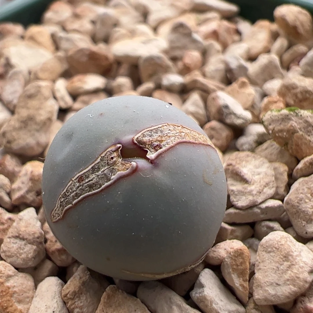 737。青蛙种源V嘴。