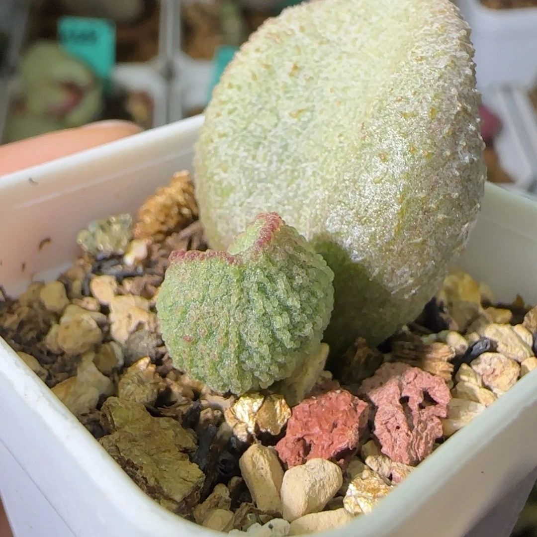 不知名叶插，四方盆发