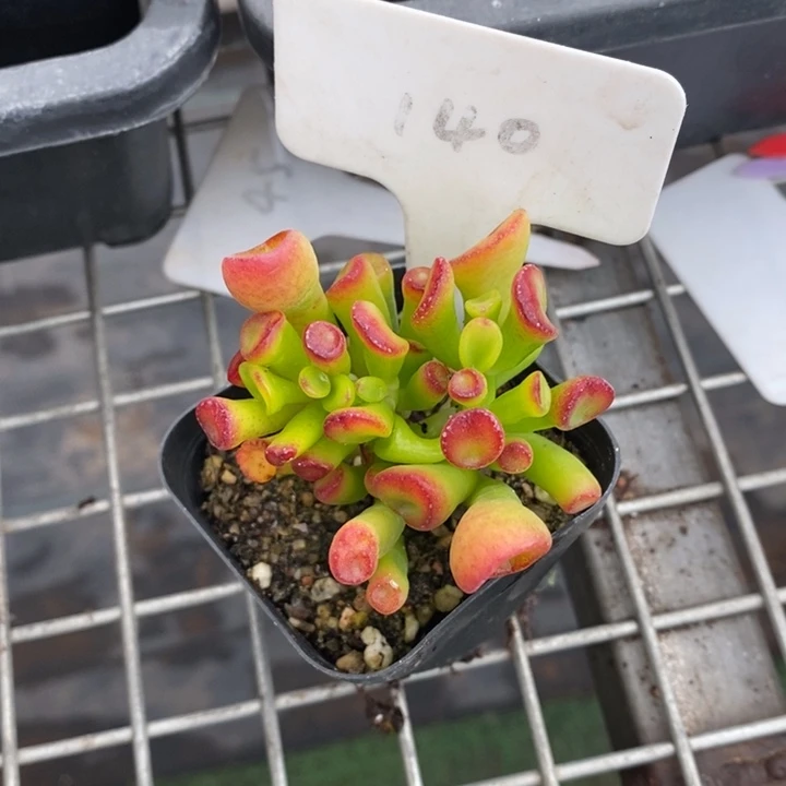 伯克利和格蕾纳等著名音乐