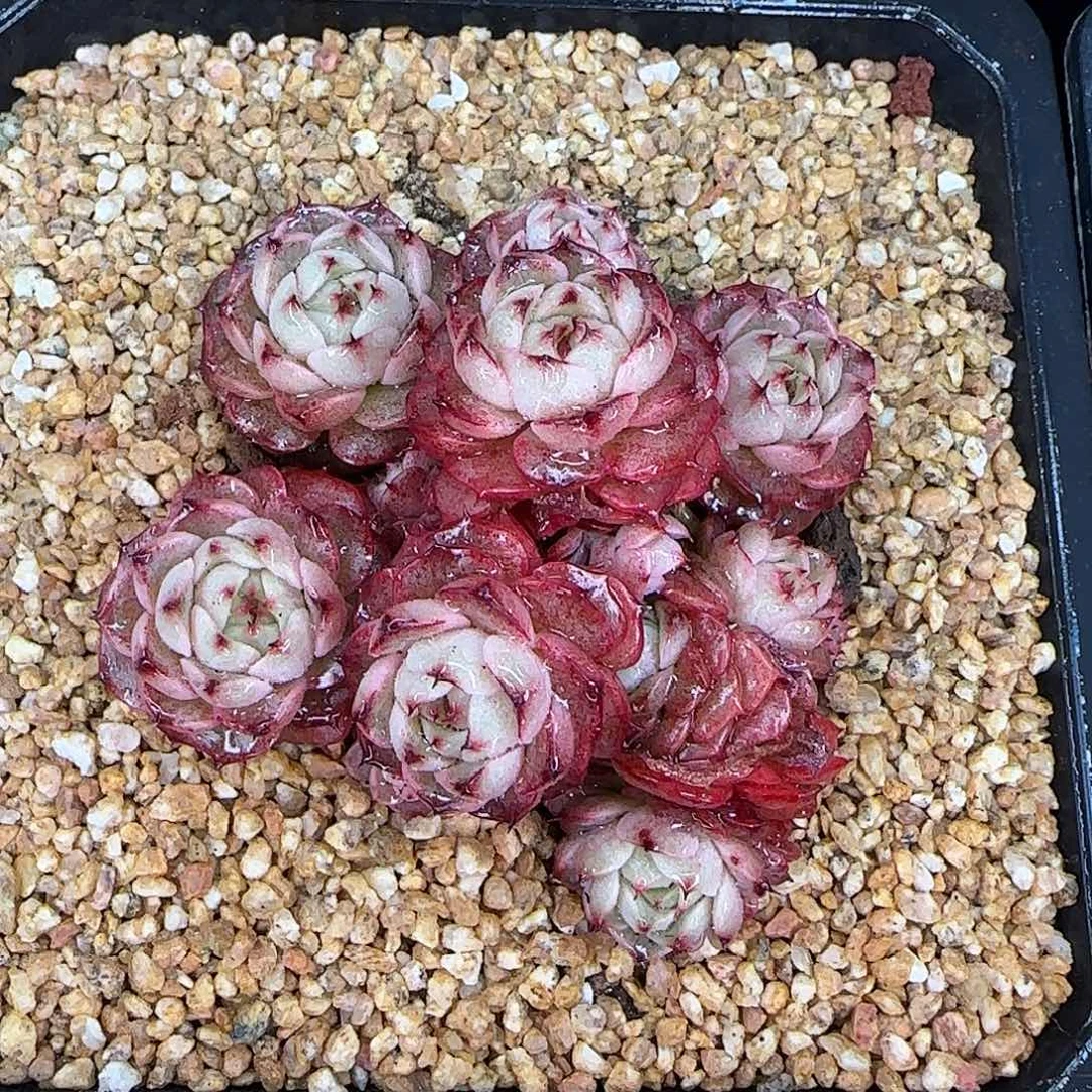 从前慢甄选多肉编号摩卡