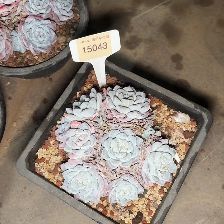 衍冰玉一物一拍15043