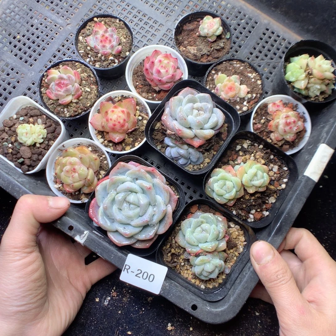 无花朵R200。yyyyyyy